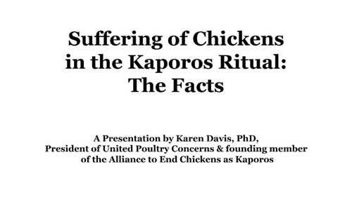 suffering of chickens kaporos cover