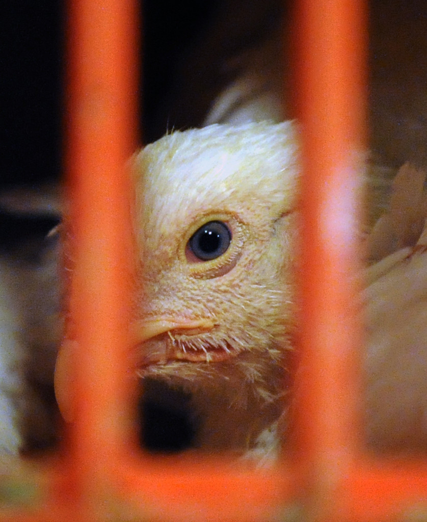 Broiler chickens that are about 5 or 6 weeks old and still have the blue eyes of young chicks, are packed in crates awaiting the Kaporos ceremony. Animal advocates are concerned that the crated birds spend the night with no food, water or veterinary supervision, experiencing fear and pain.