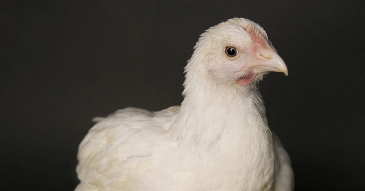 Photograph portrait of a chicken