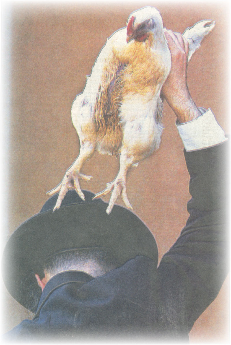 chicken_swinging (176K)