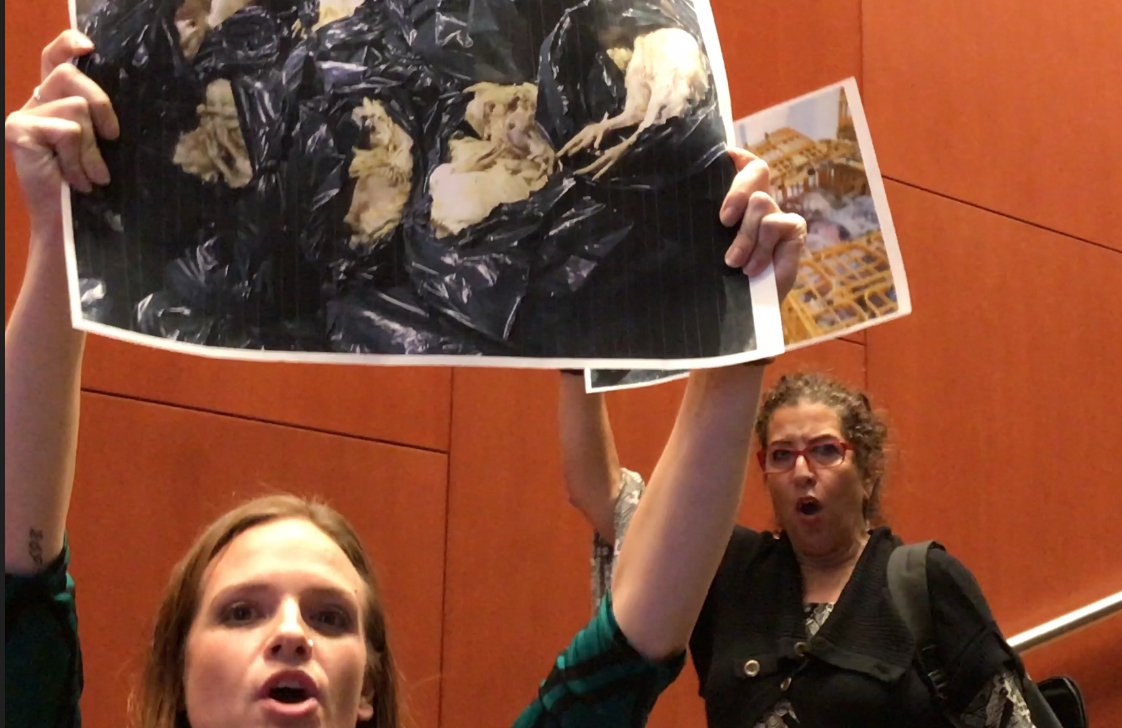 Alliance to End Chickens as Kaporos Disrupts NYC Department of Health Event!