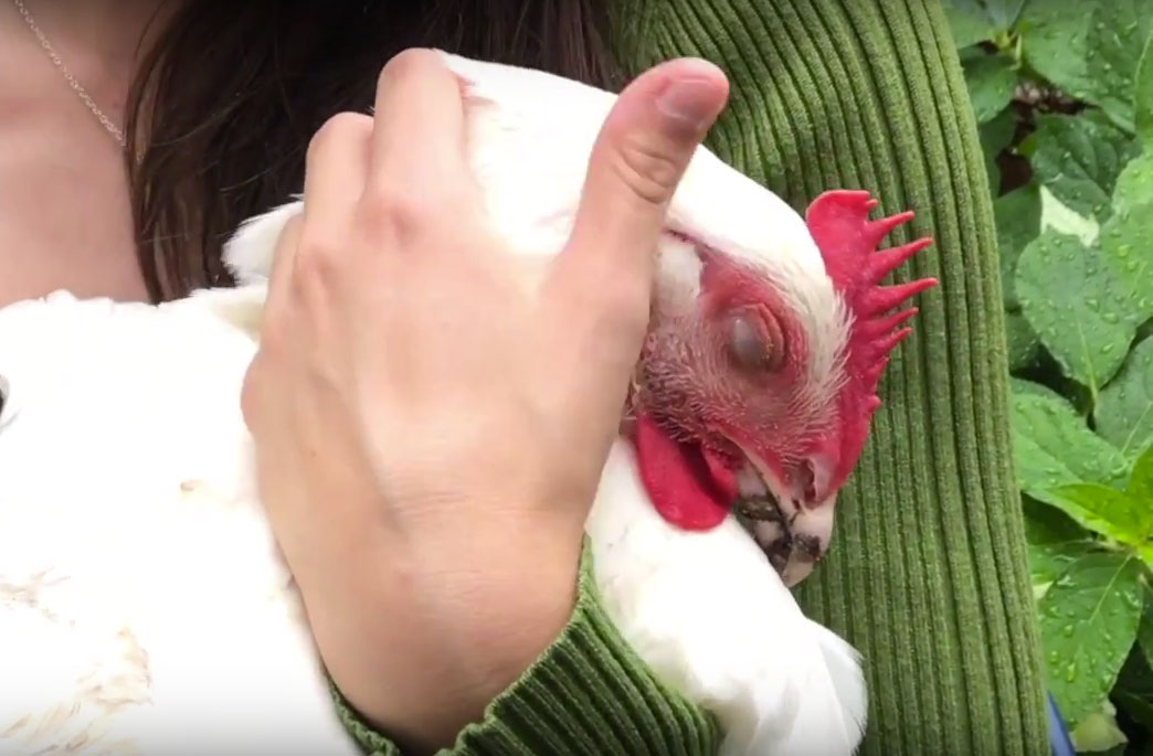 Rose, the Kaporos chicken spared by a young Hasidic girl