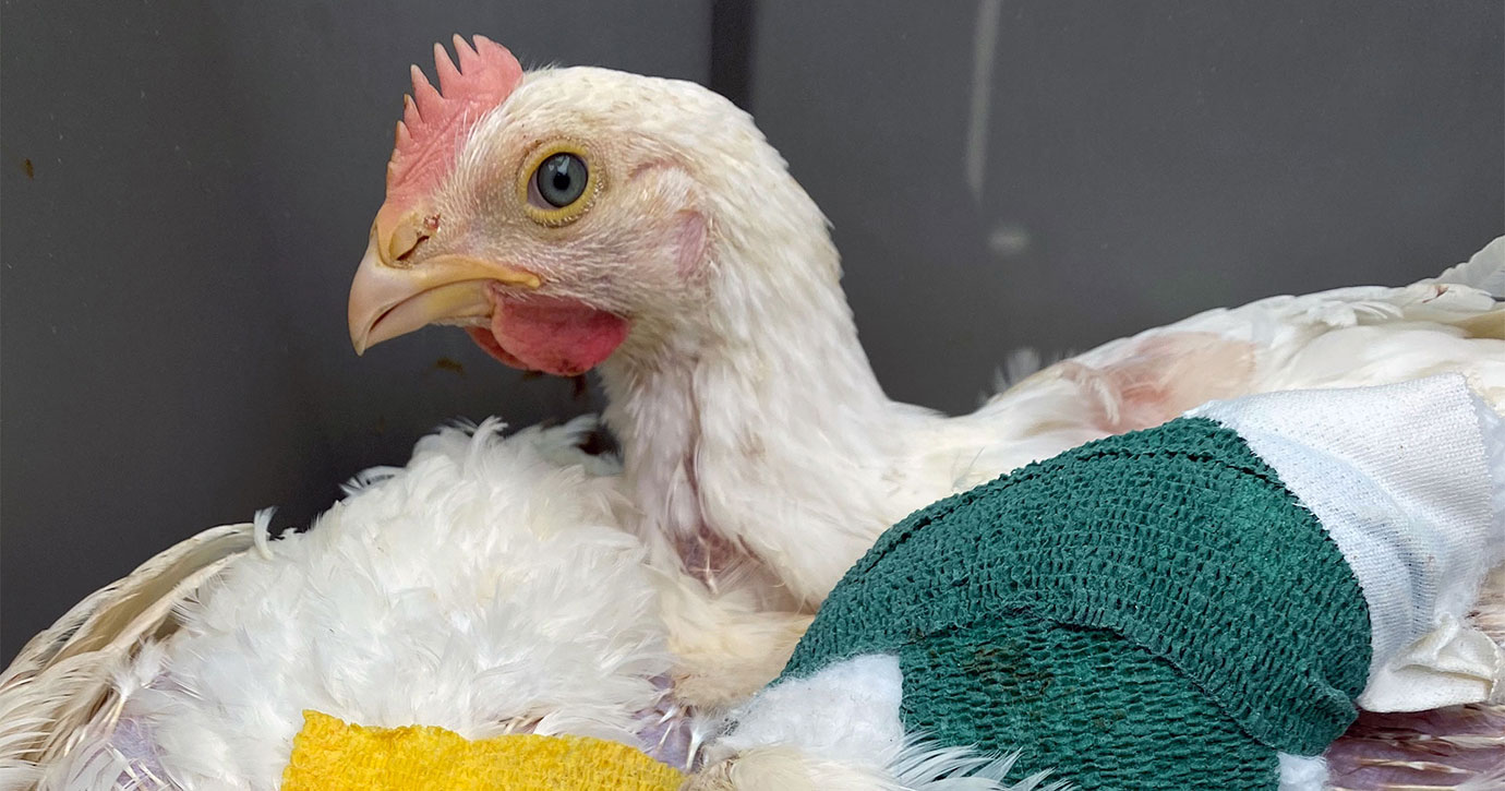 rescued chicken bandaged and recovering