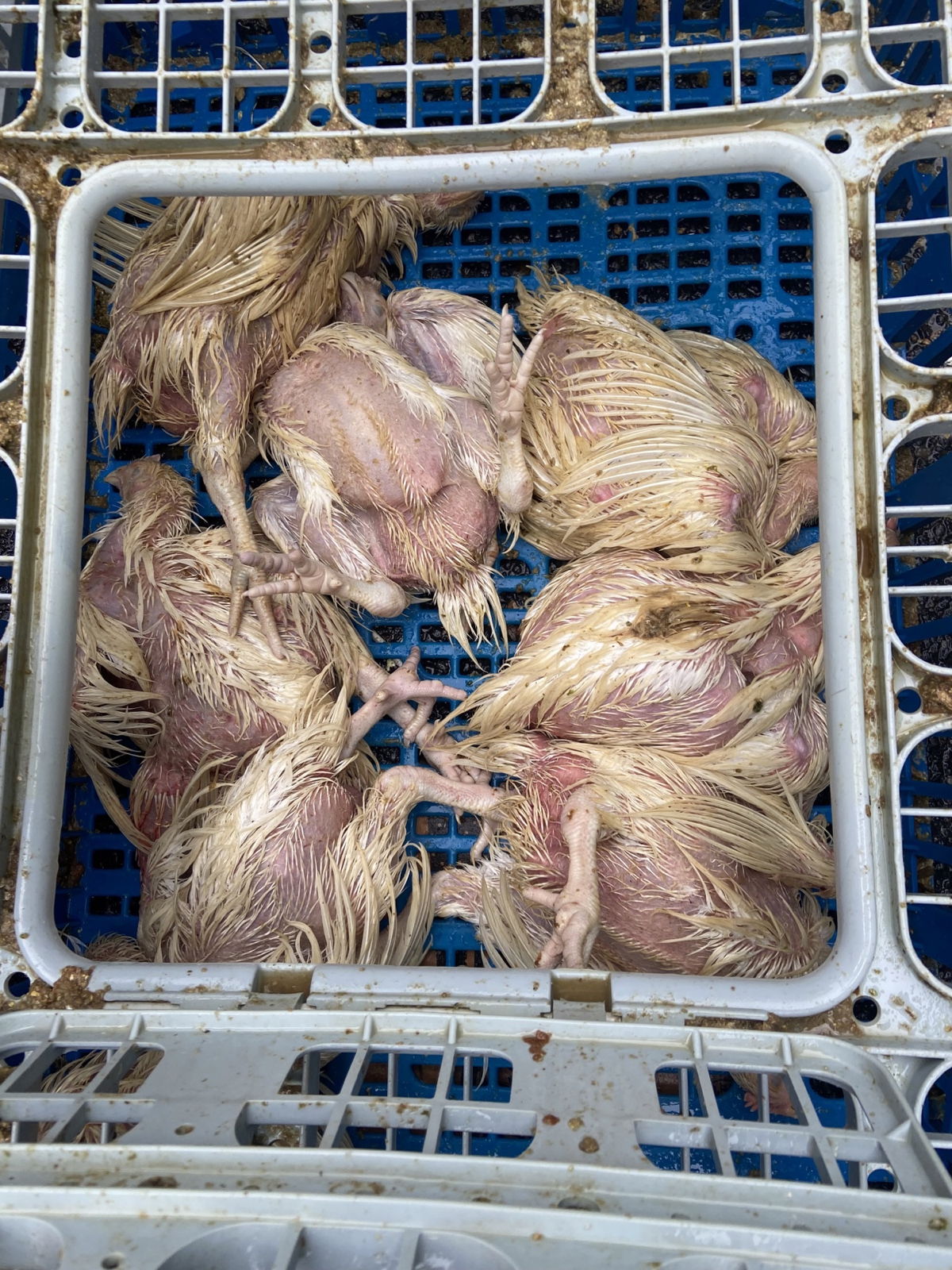 Seven chickens in a crate that appear to have died