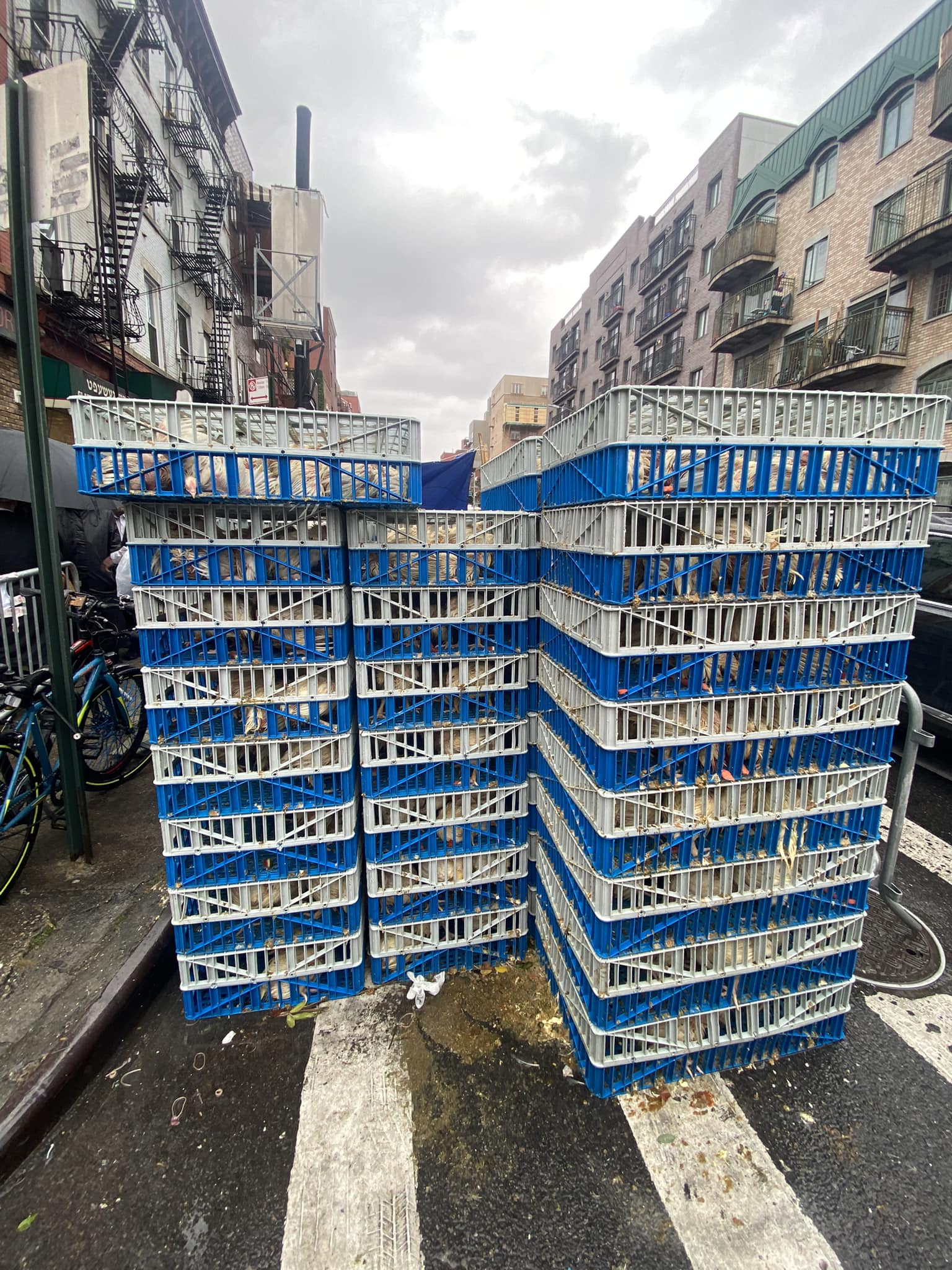 Crates filled with chickens cold and wet on the street
